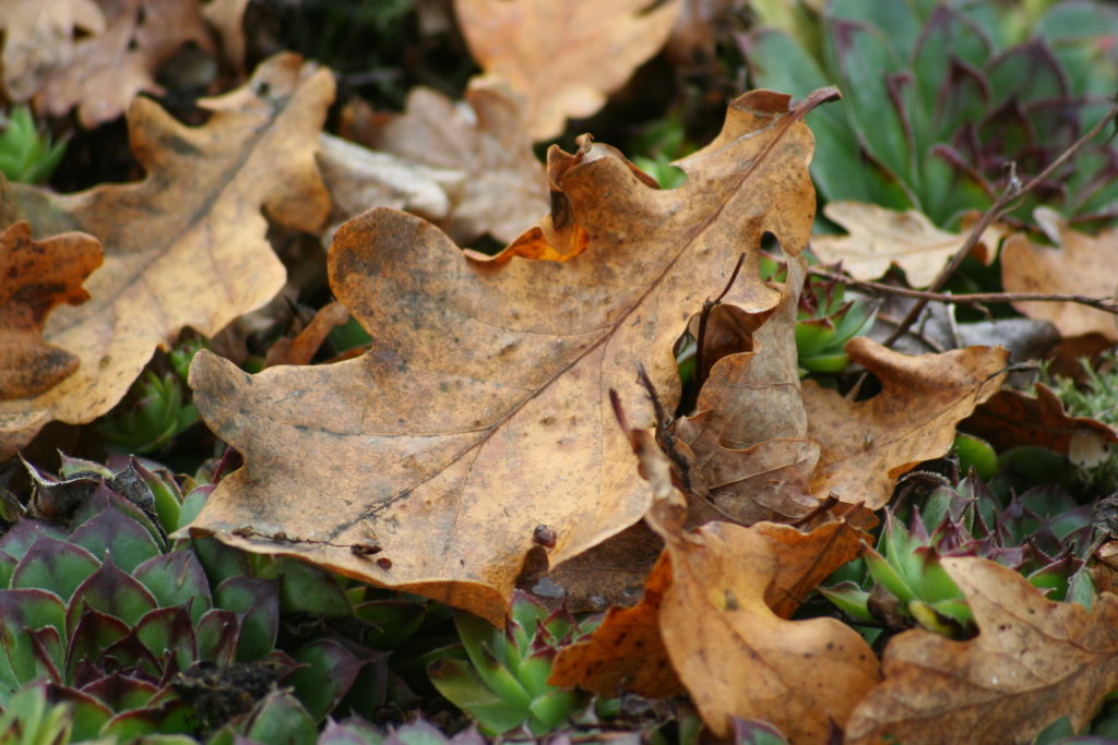 Descubre cómo los aromas de otoño pueden impulsar tu negocio