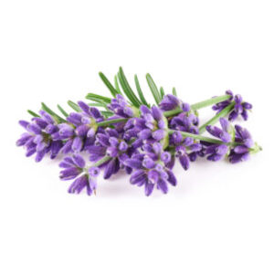 Prueba Gratuíta 7 aroma lavanda